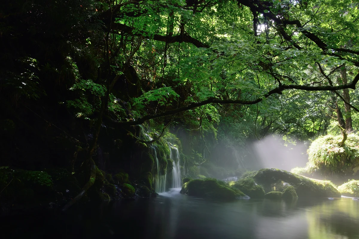 投稿写真：緑の彩