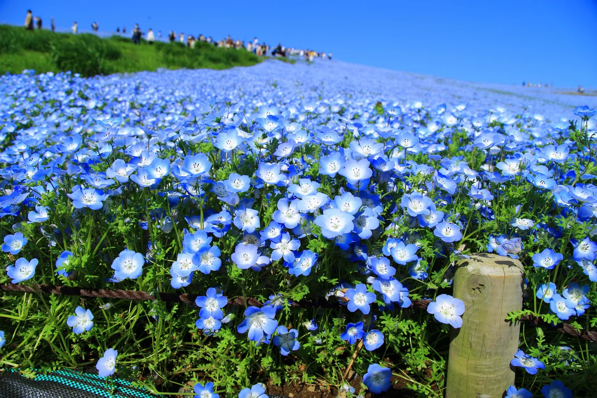投稿写真：ひたち海浜公園を埋め尽くすネモフィラ