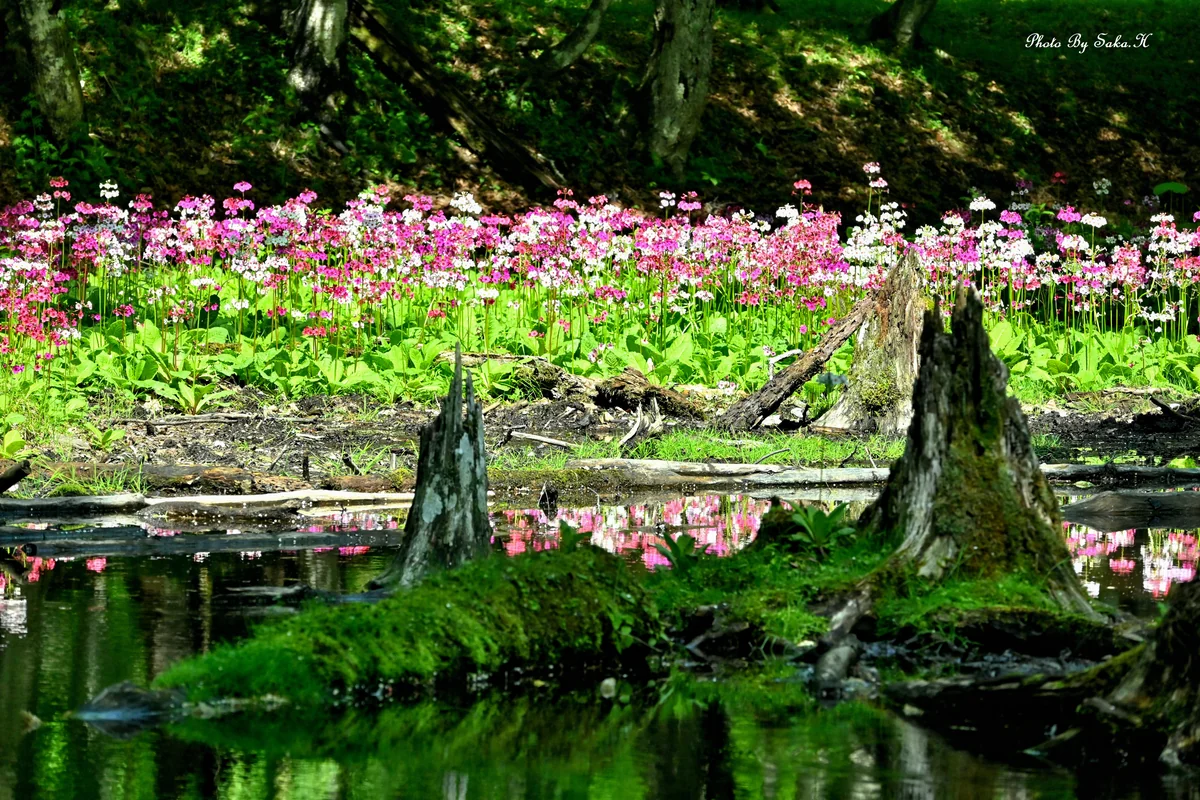 投稿写真：クリンソウ