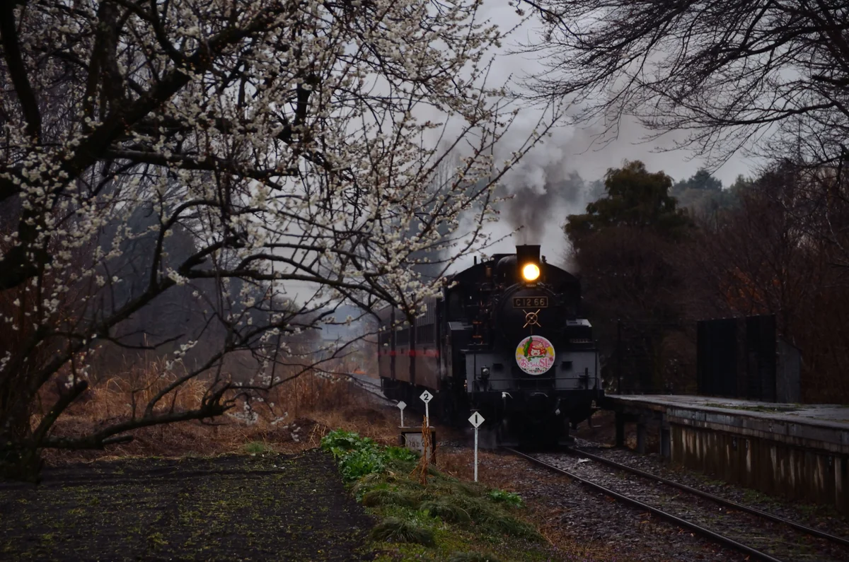 投稿写真：春の雨の中