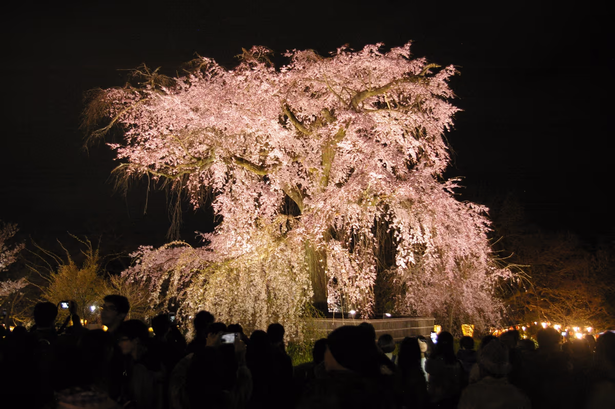 投稿写真：枝垂れ桜