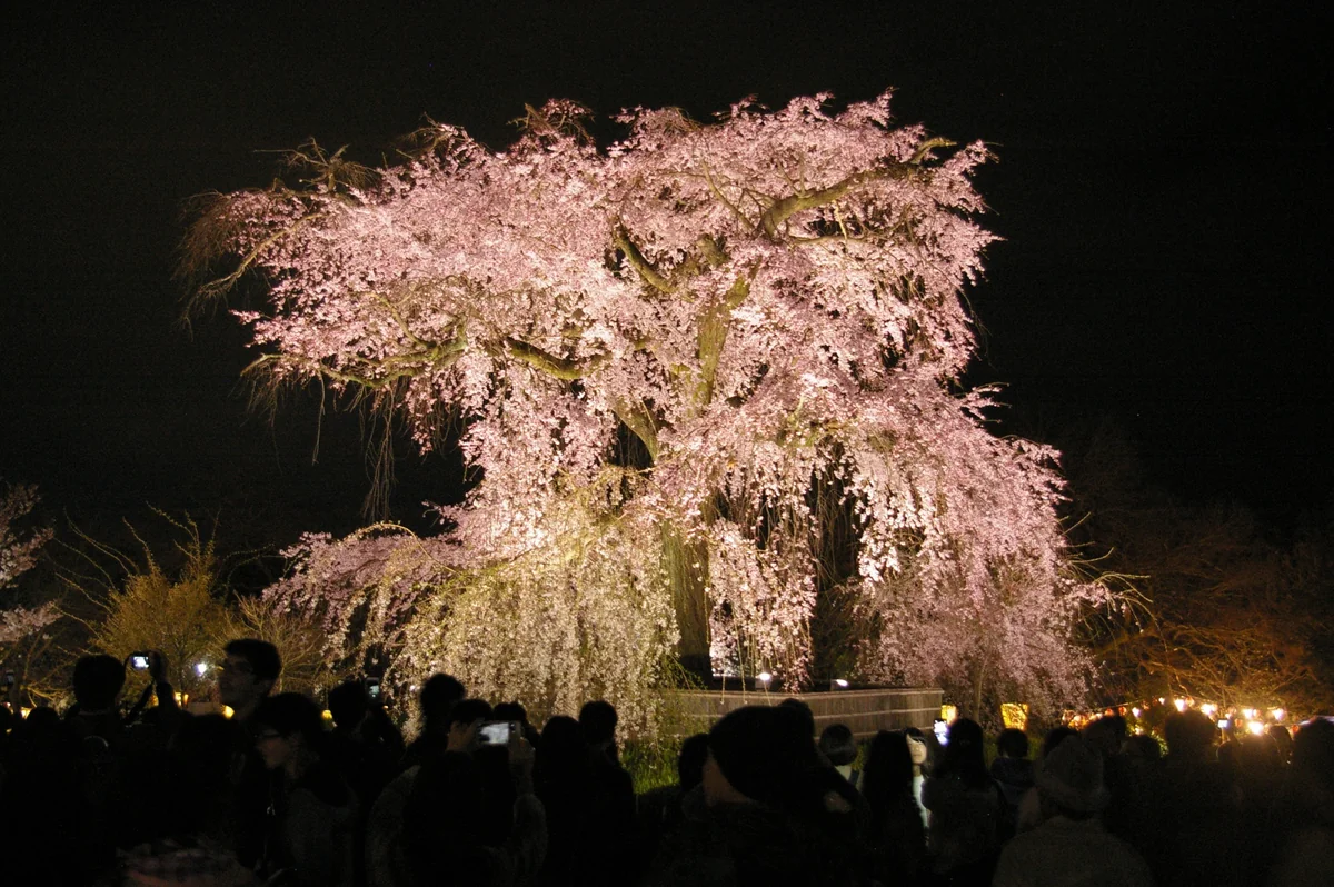 投稿写真：枝垂れ桜