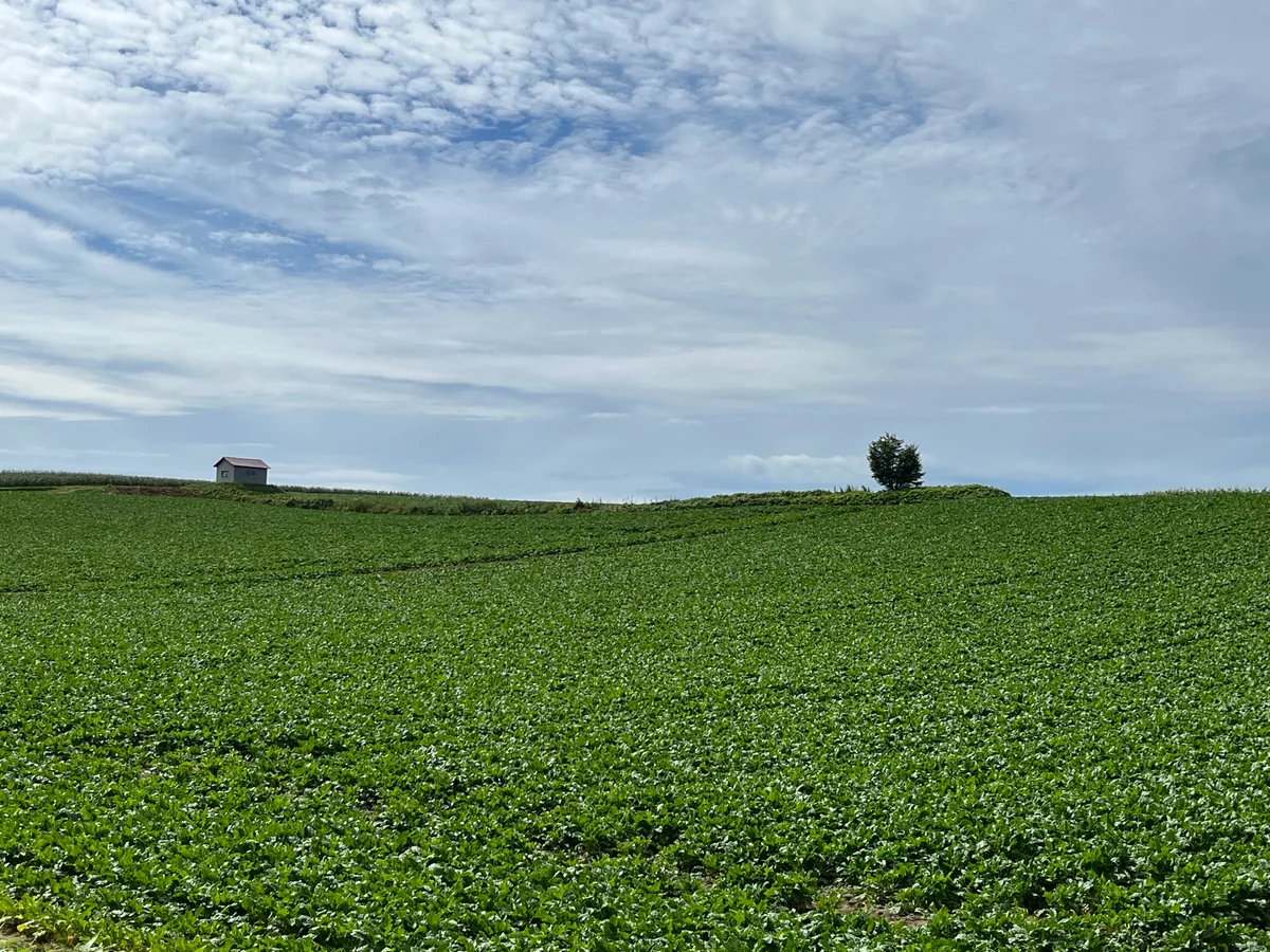 投稿写真：美瑛