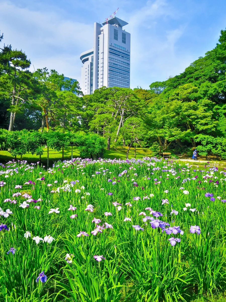 投稿写真：文京シビックセンターとハナショウブ