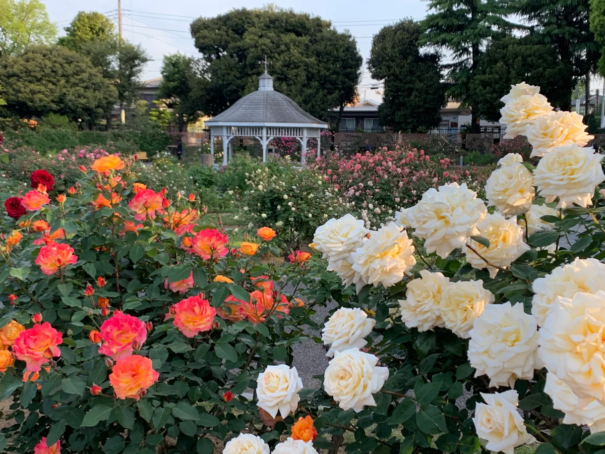 投稿写真：前橋敷島公園バラ園