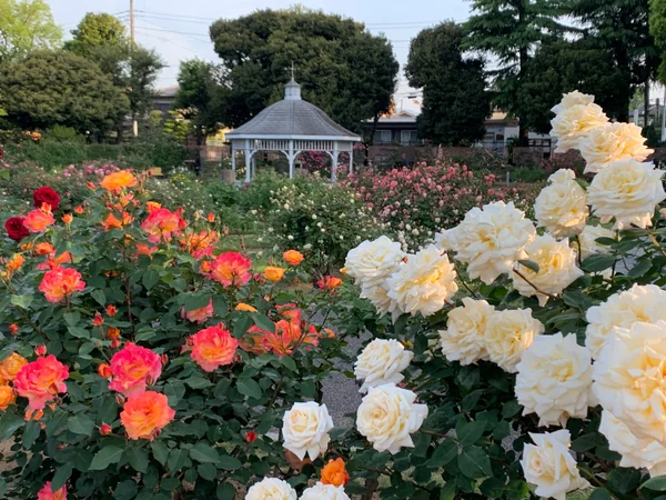 投稿：前橋敷島公園バラ園