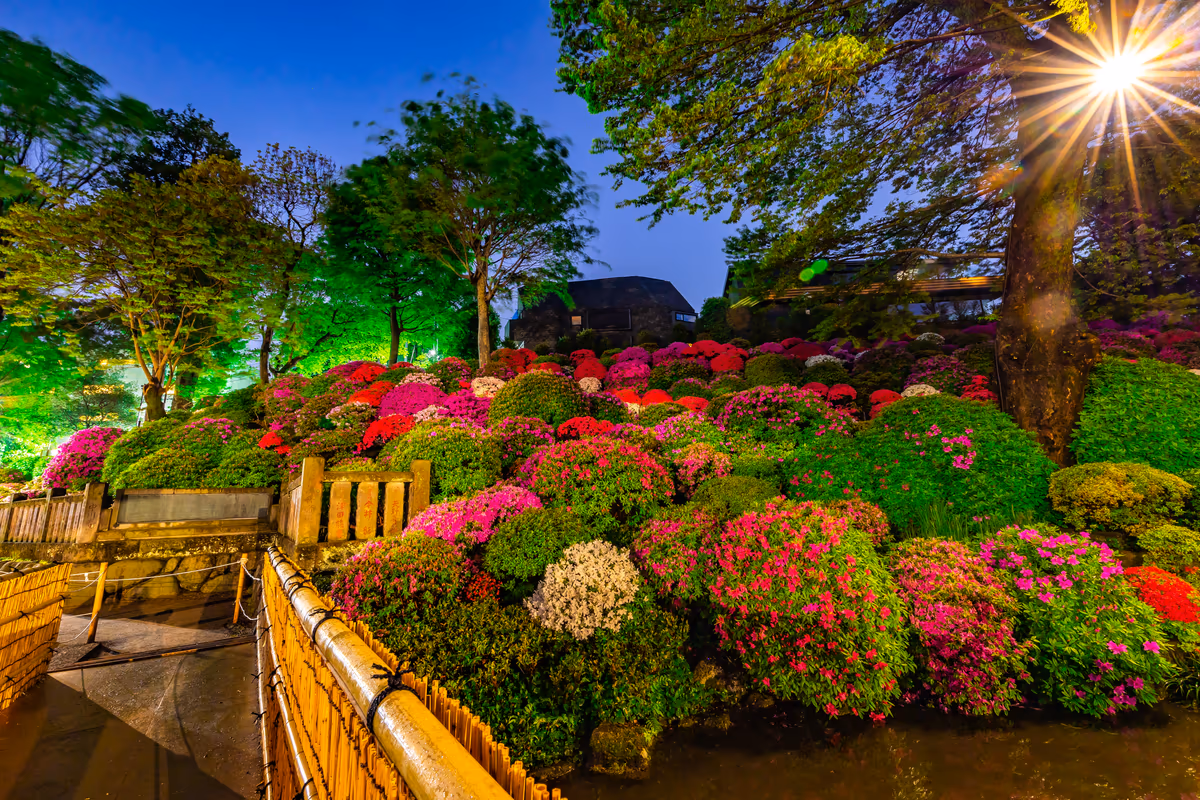 投稿写真：夜の根津神社、つつじ苑