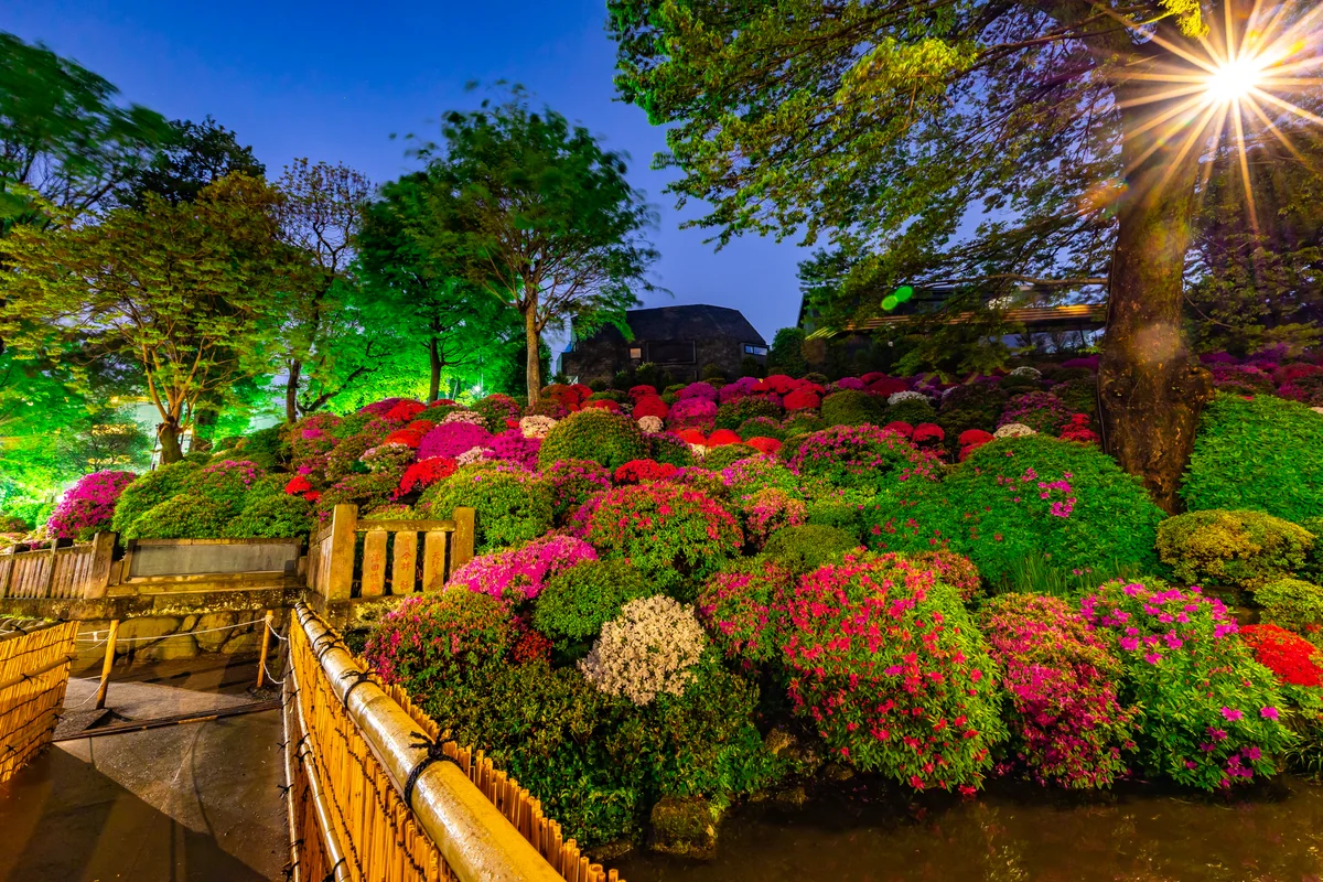 投稿写真：夜の根津神社、つつじ苑
