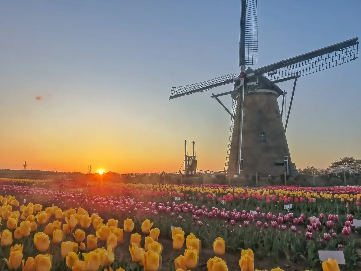 投稿写真：落日とチューリップと風車