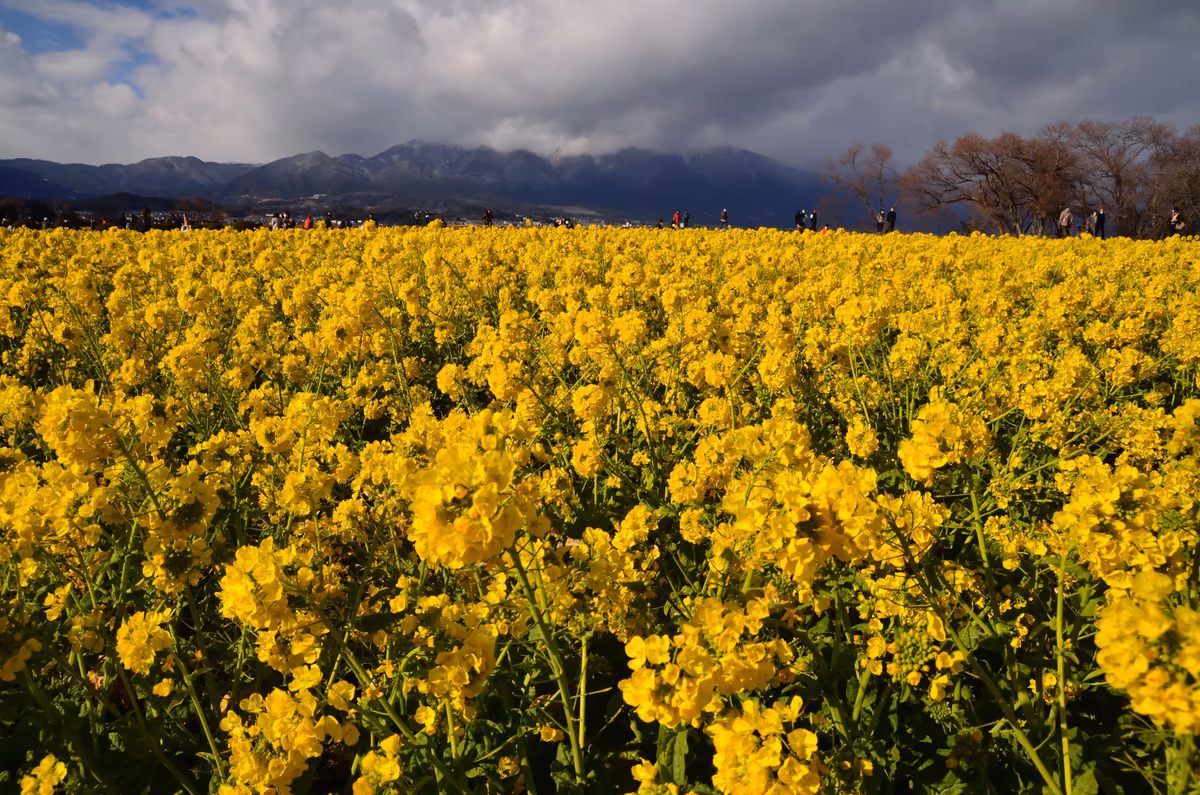 投稿写真：冬の菜の花畑