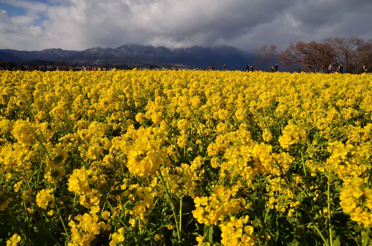 投稿写真：冬の菜の花畑