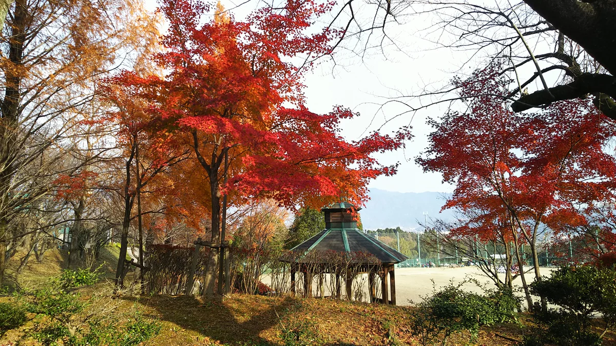 投稿写真：ホームグランド朝倉運動公園野球