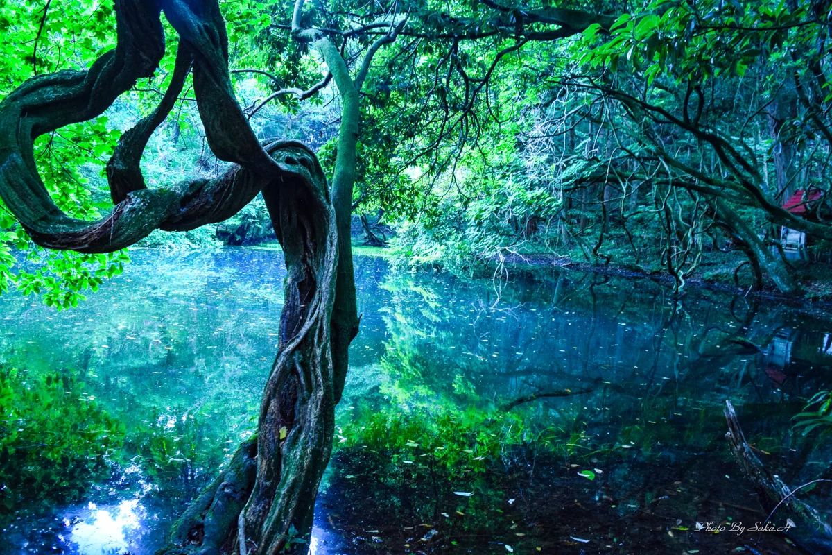 投稿写真：丸池様