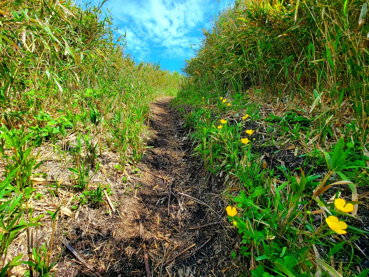 投稿写真：大観峰
