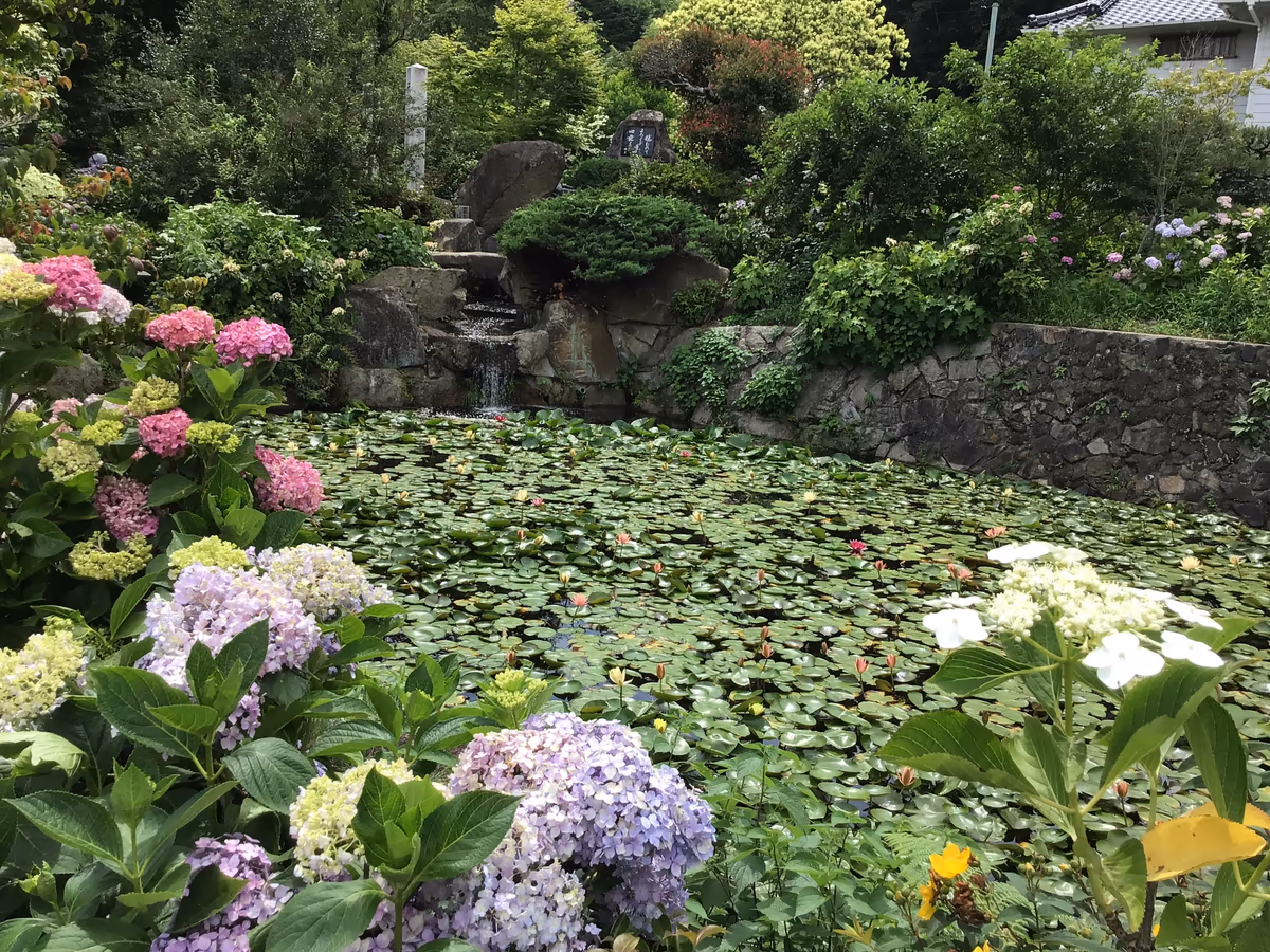 投稿写真：あじさい寺
