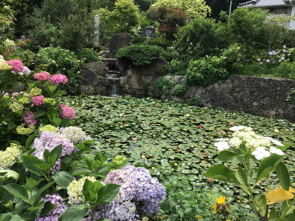 投稿写真：あじさい寺