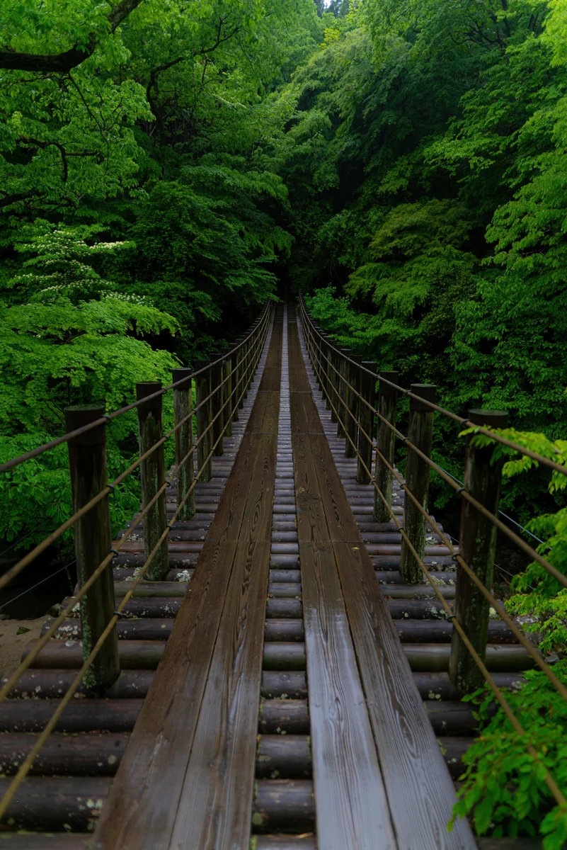 投稿写真：雨滲み入る新緑