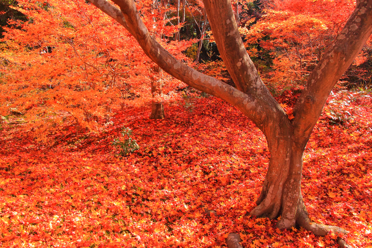 投稿写真：宝筐院の紅葉