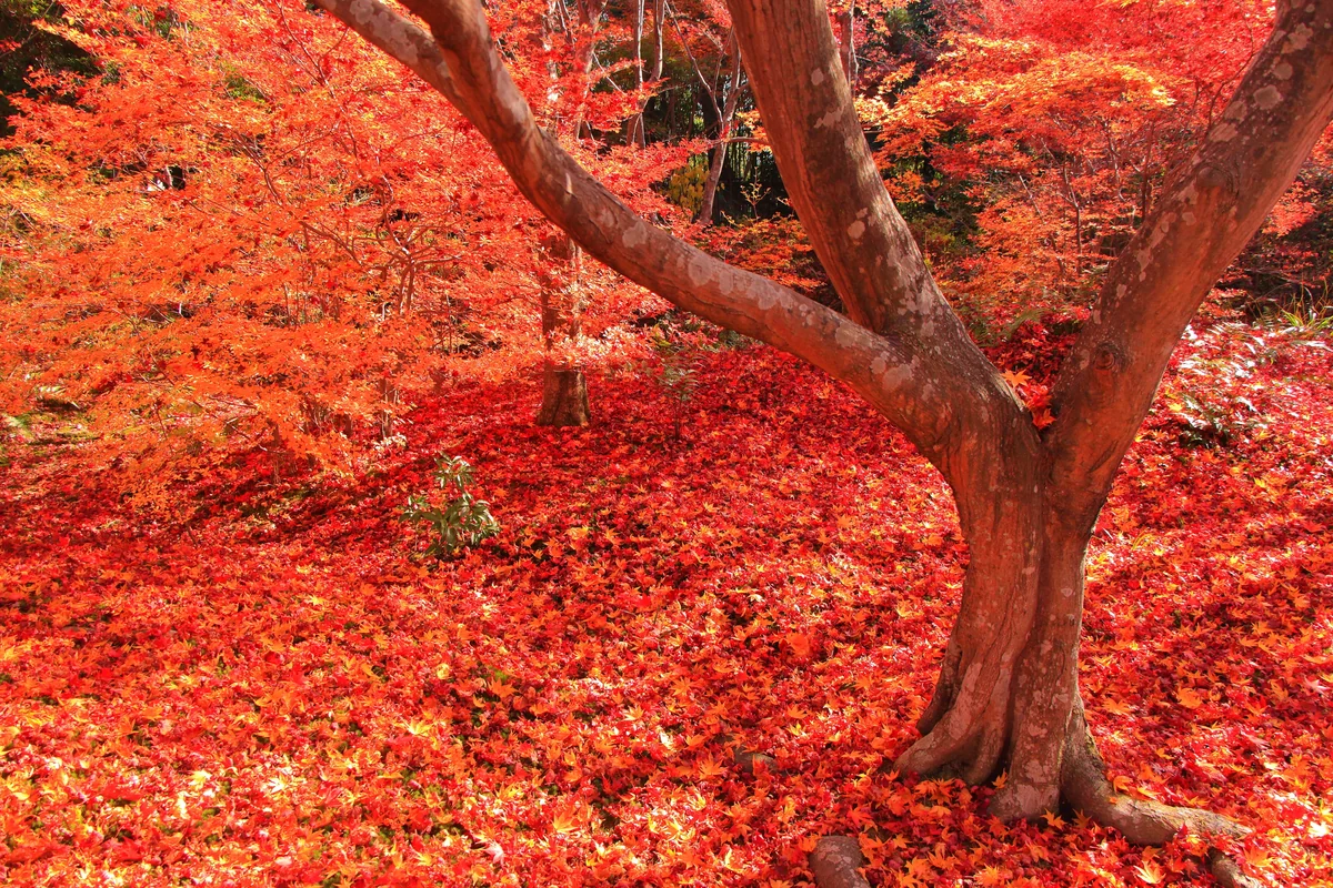 投稿写真：宝筐院の紅葉