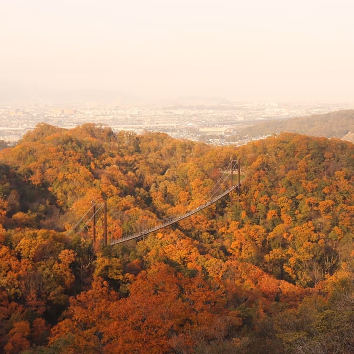 投稿写真：紅葉の吊り橋