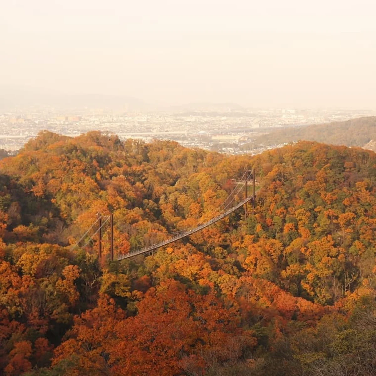 投稿写真：紅葉の吊り橋