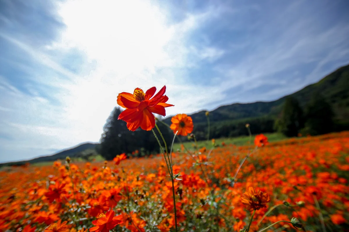 投稿写真：キバナコスモス