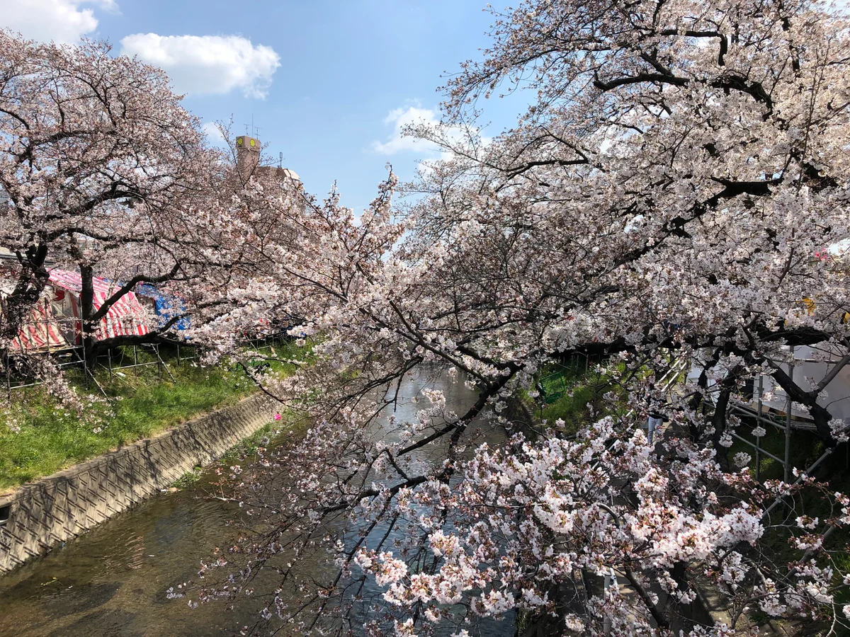 投稿写真：五条川の桜