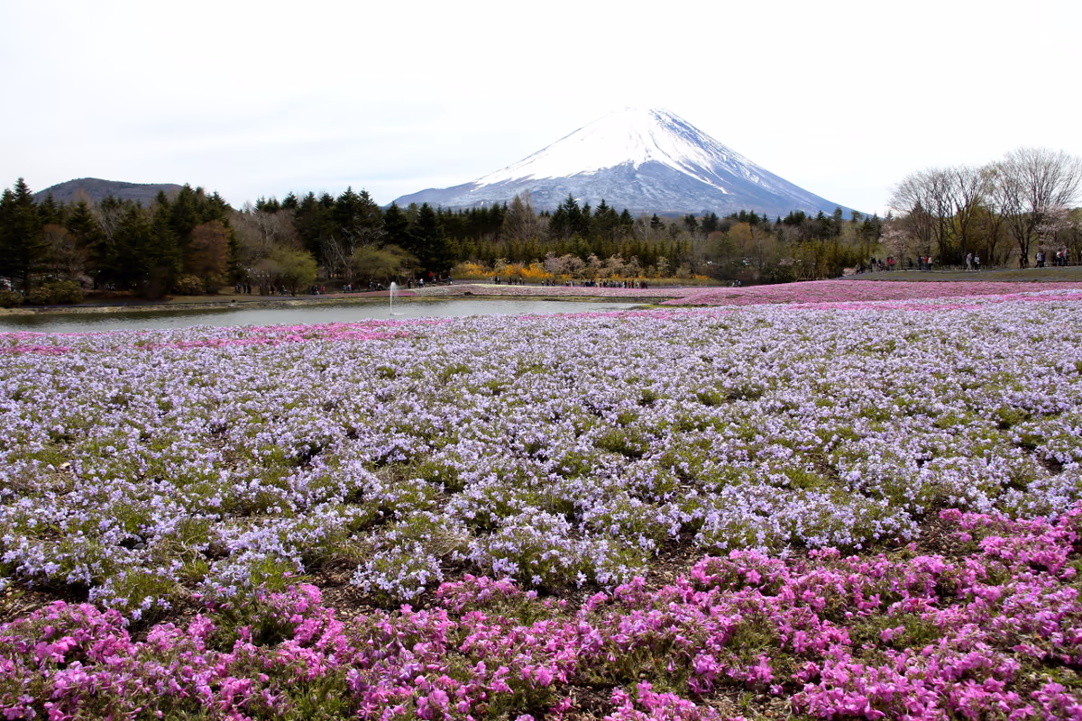 投稿写真：芝桜