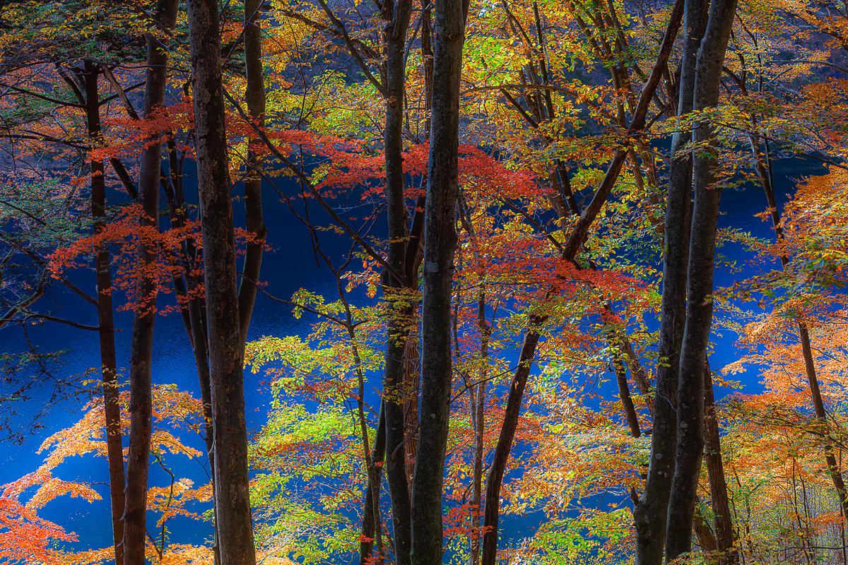 投稿写真：四万ブルーと紅葉
