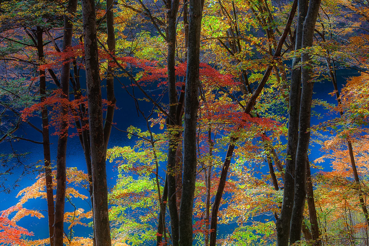 投稿写真：四万ブルーと紅葉