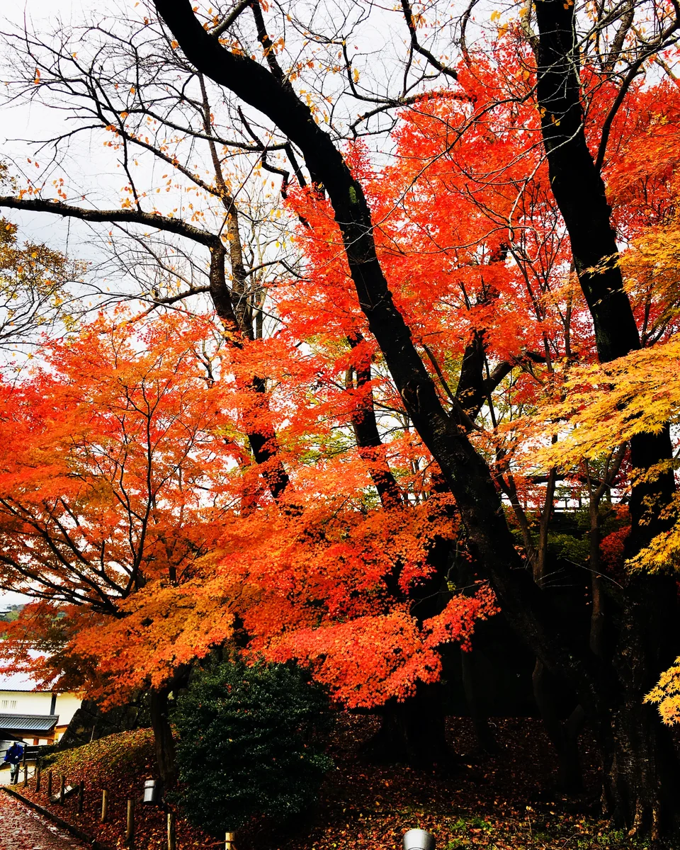 投稿写真：K-紅葉