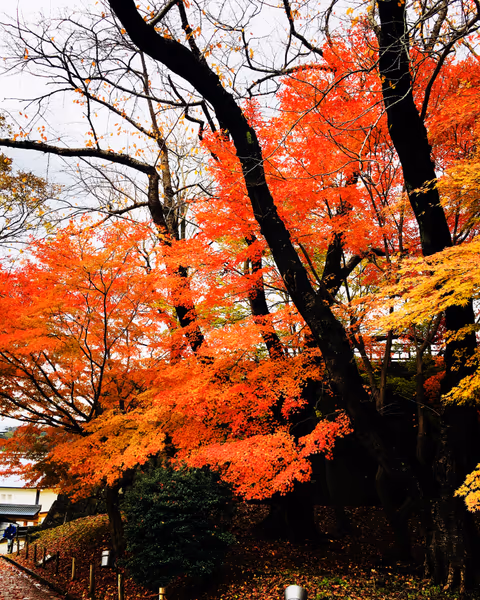 投稿：K-紅葉