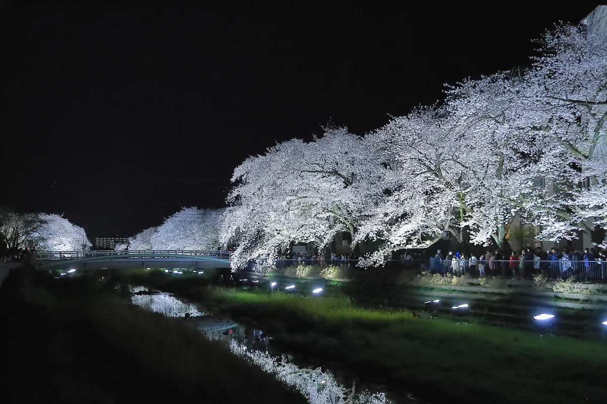 投稿写真：白いカーテン