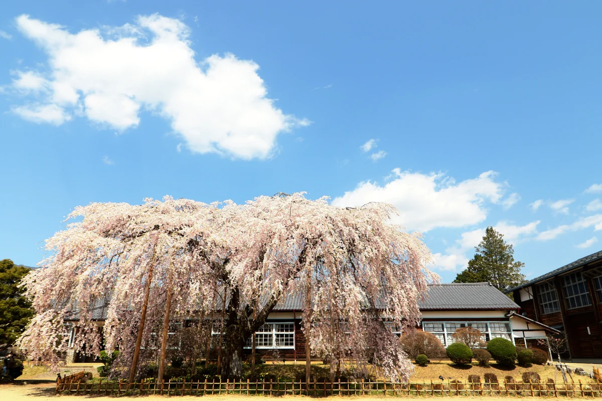 投稿写真：杵原小学校