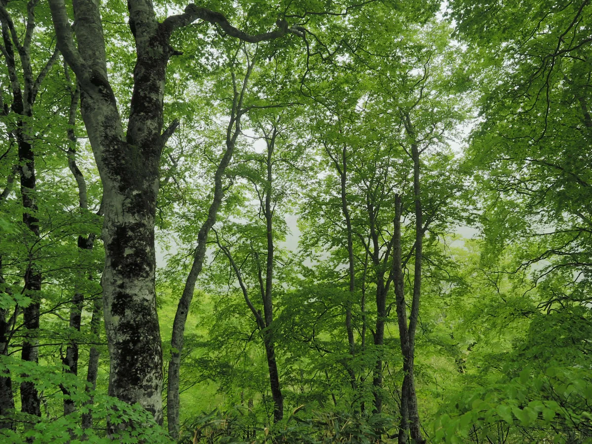投稿写真：雨中の森