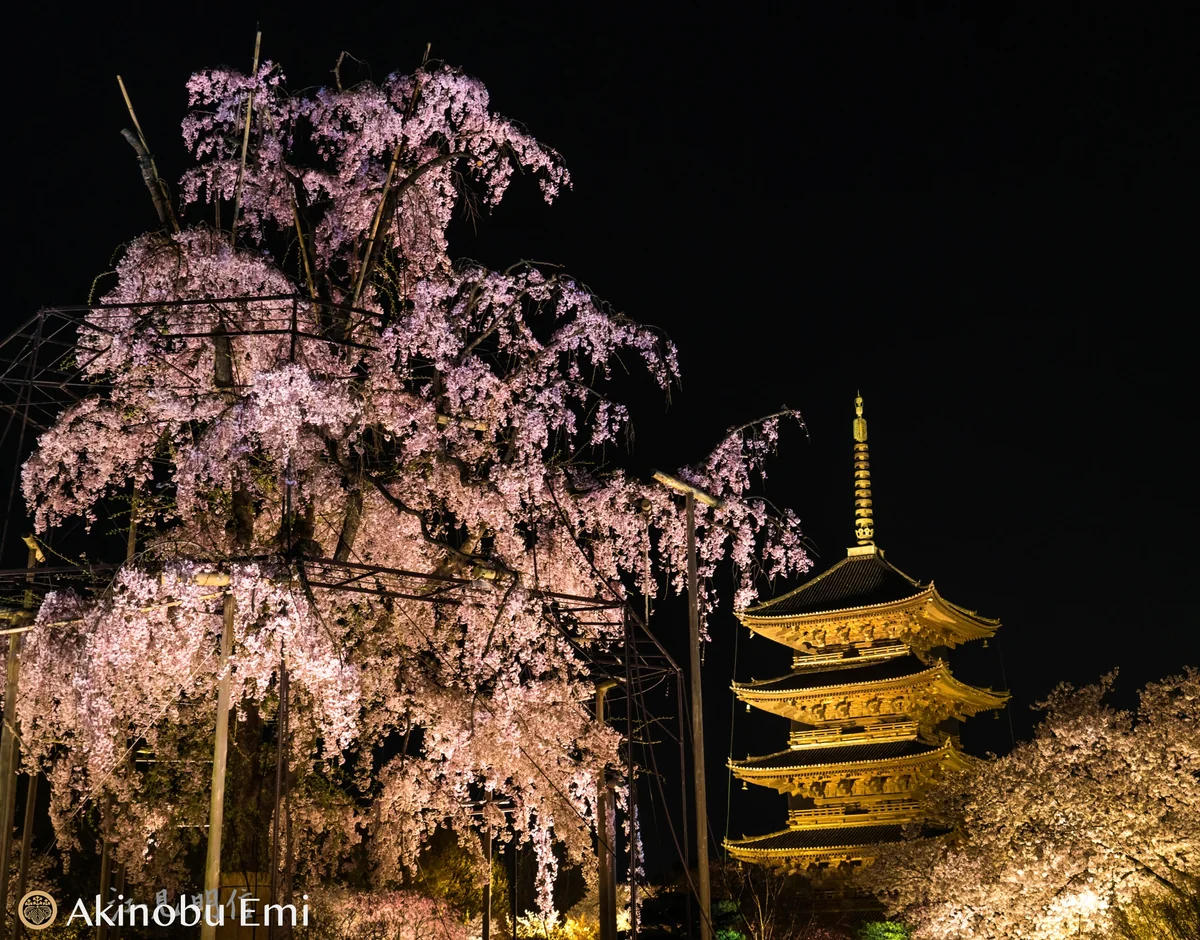 投稿写真：春の東寺　夜桜ライトアップ