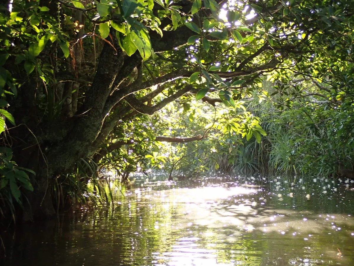投稿写真：サガリバナが散った朝