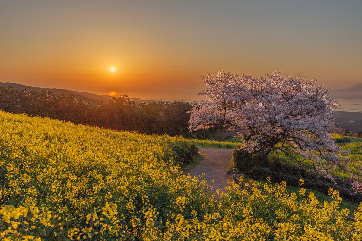 投稿写真：高原の日の出