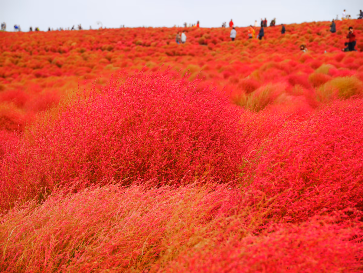 投稿写真：期間限定の紅葉　コキア