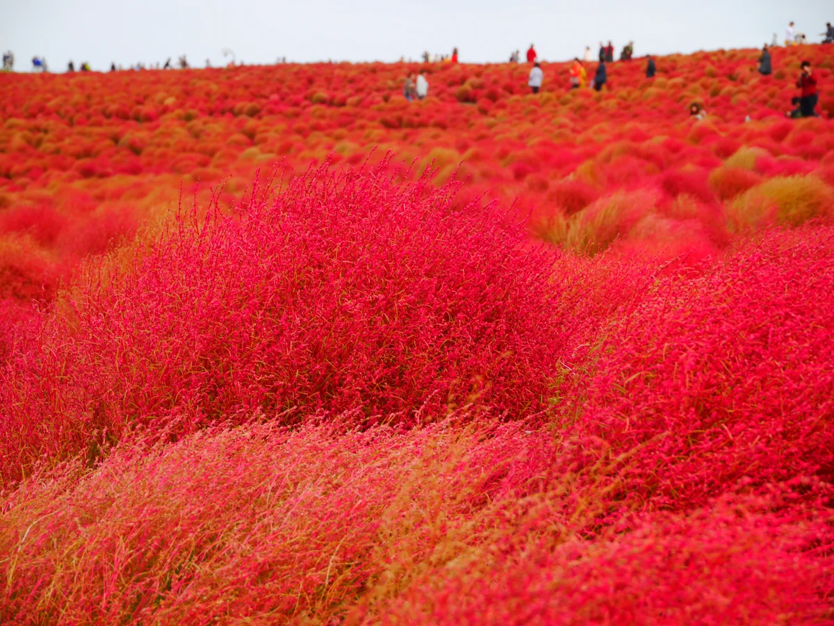 投稿写真：期間限定の紅葉　コキア