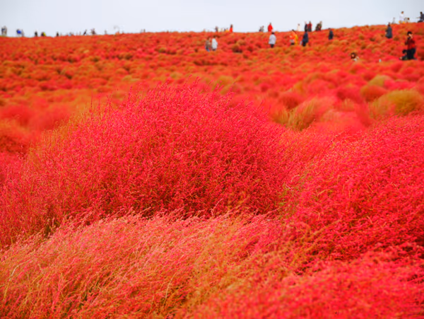 投稿：期間限定の紅葉　コキア
