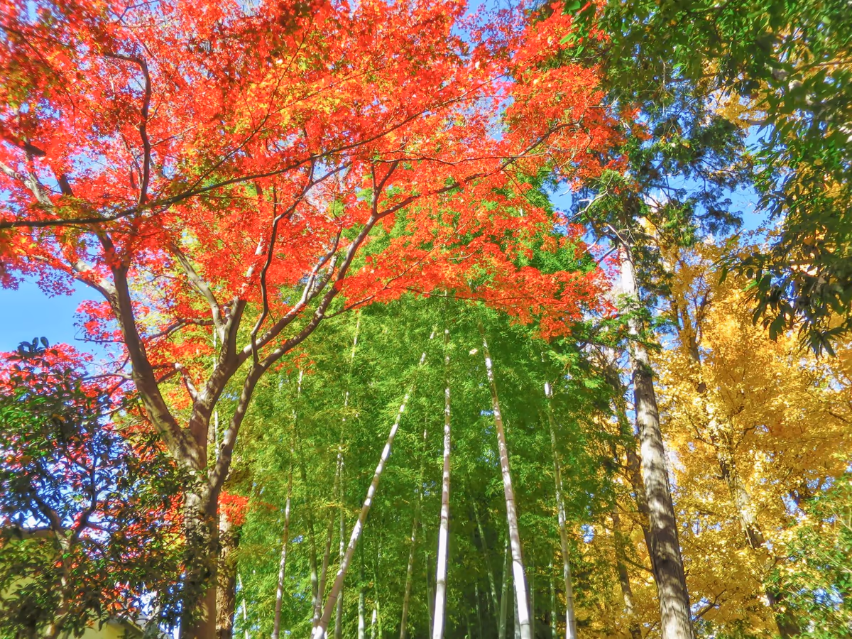 投稿写真：紅・黄・緑３色