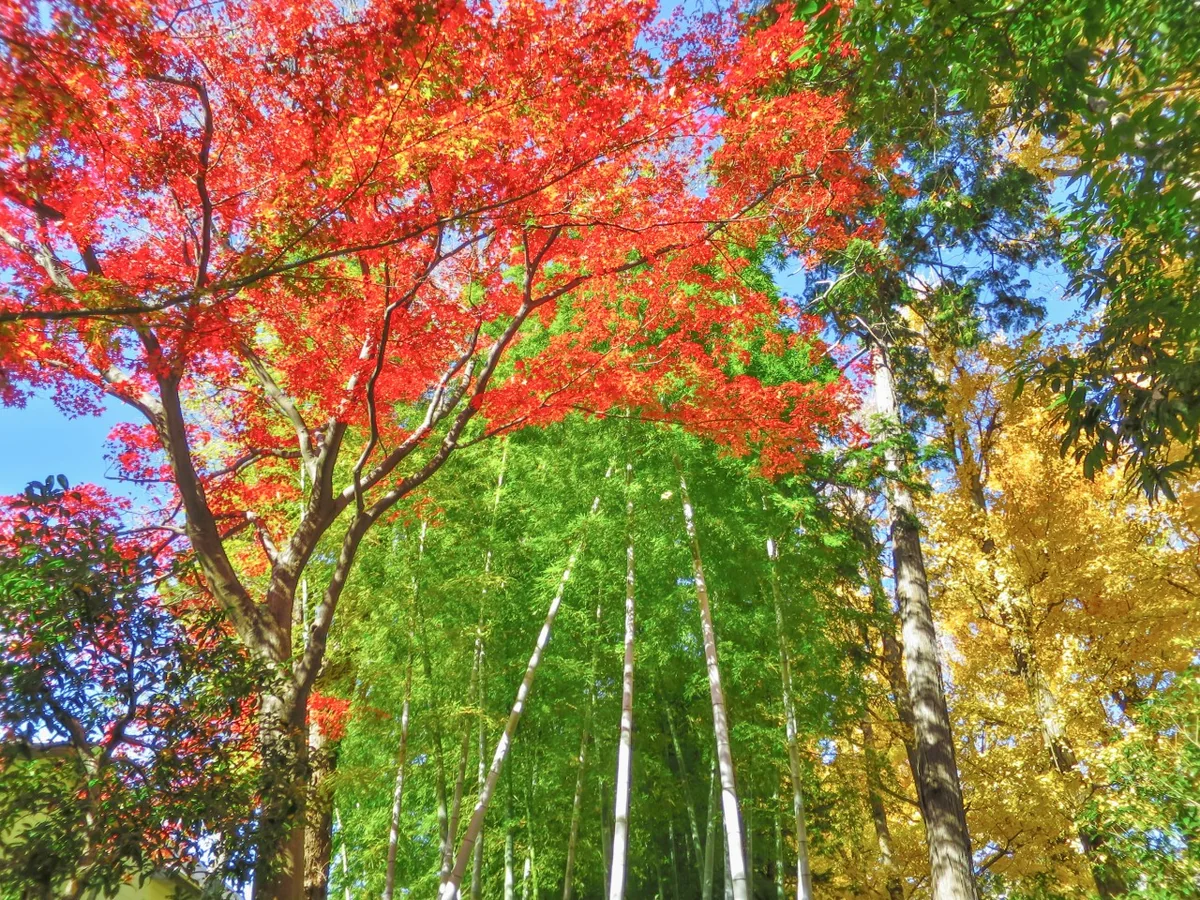 投稿写真：紅・黄・緑３色