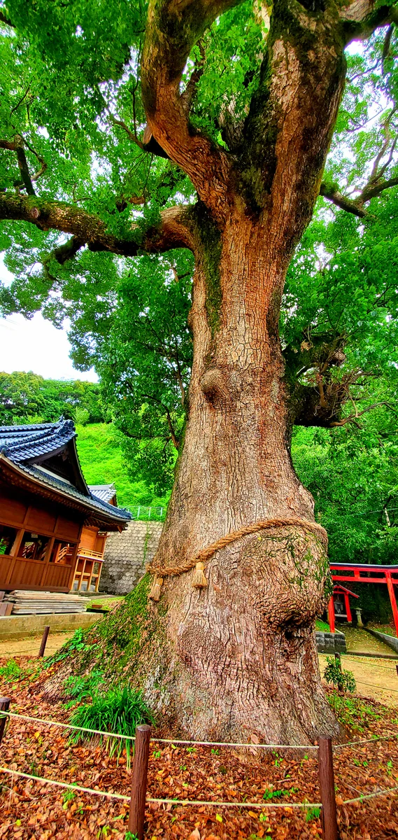 投稿写真：御神木