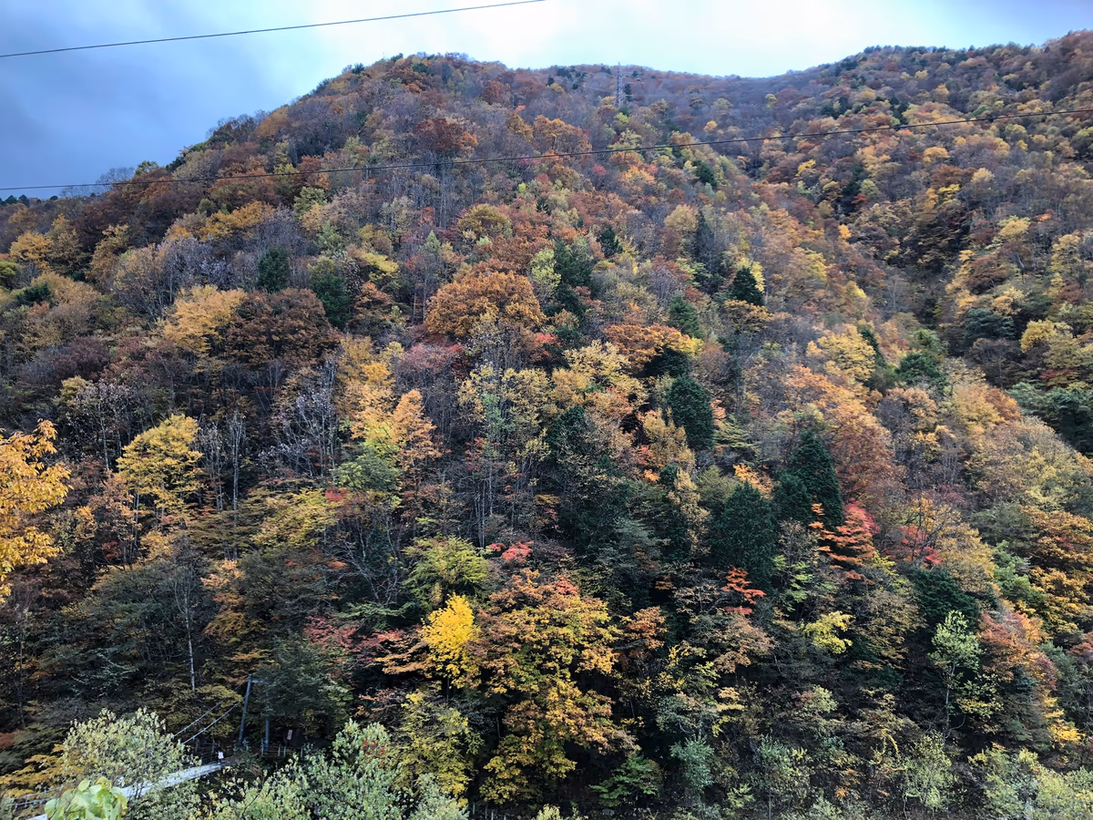 投稿写真：紅葉