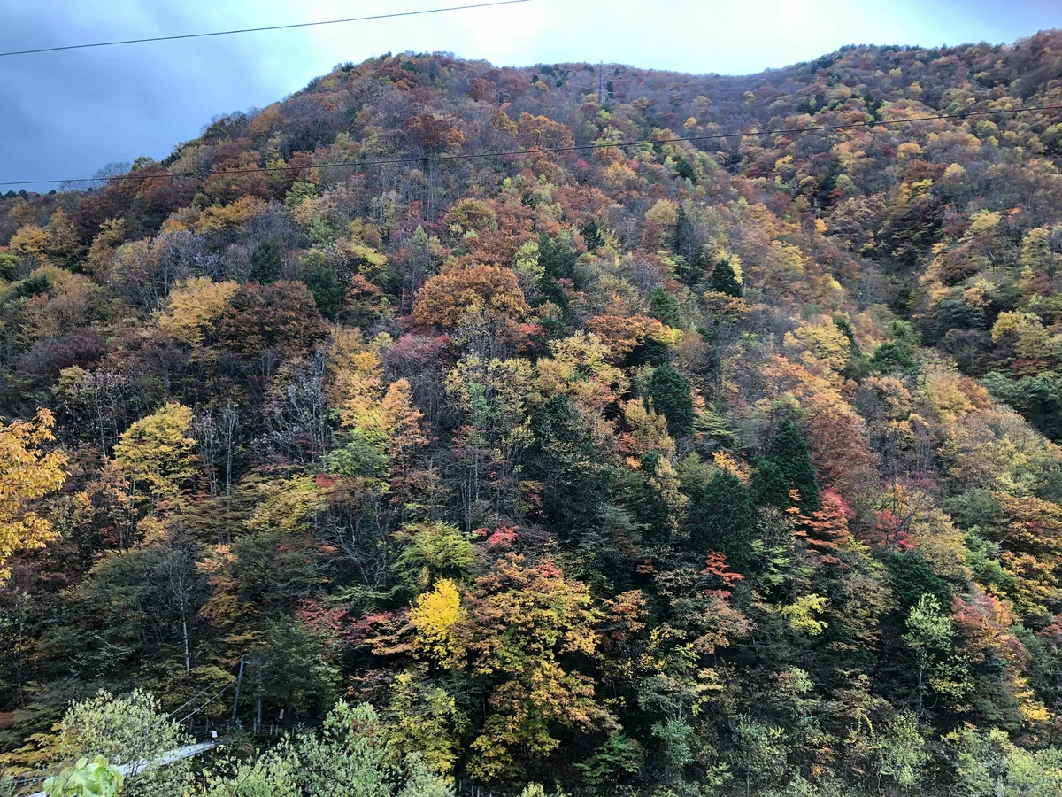 投稿写真：紅葉