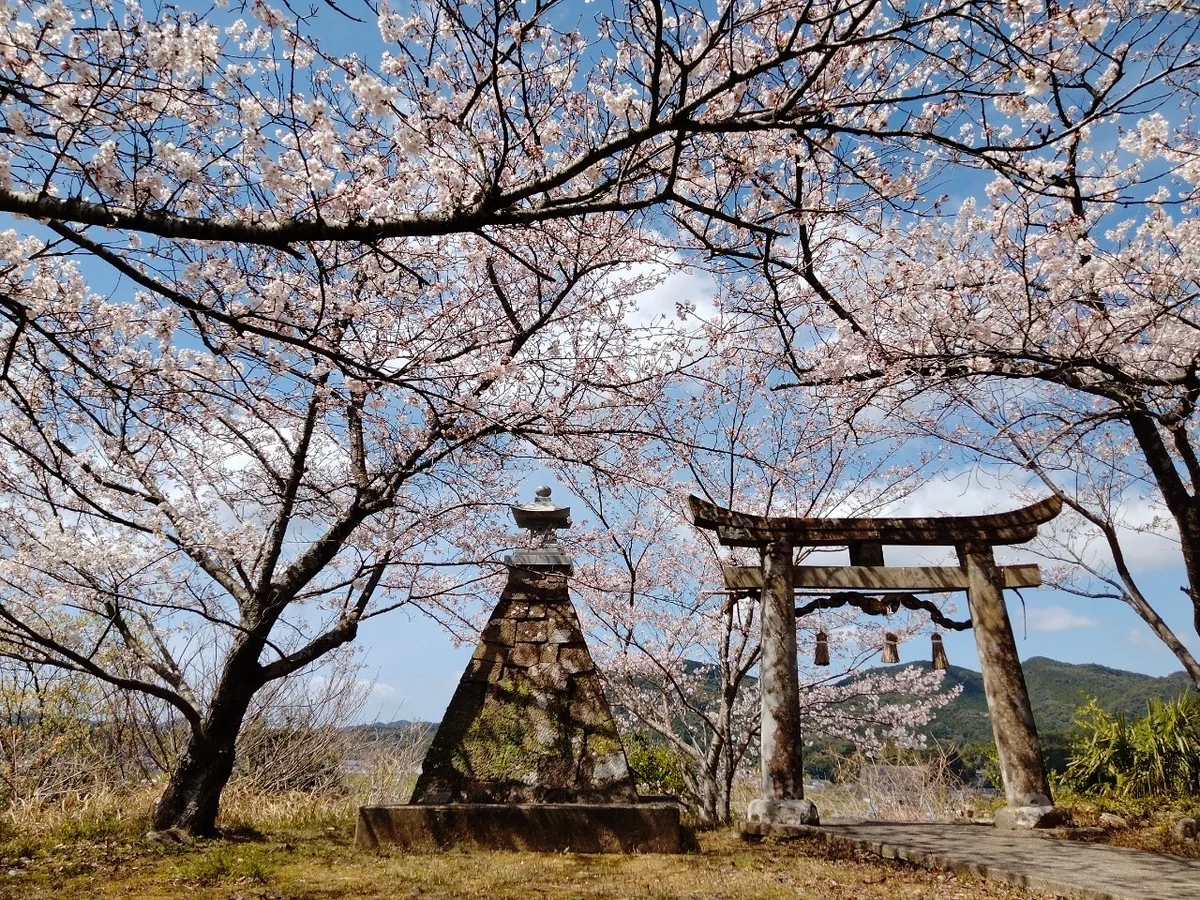 投稿写真：桜と神社