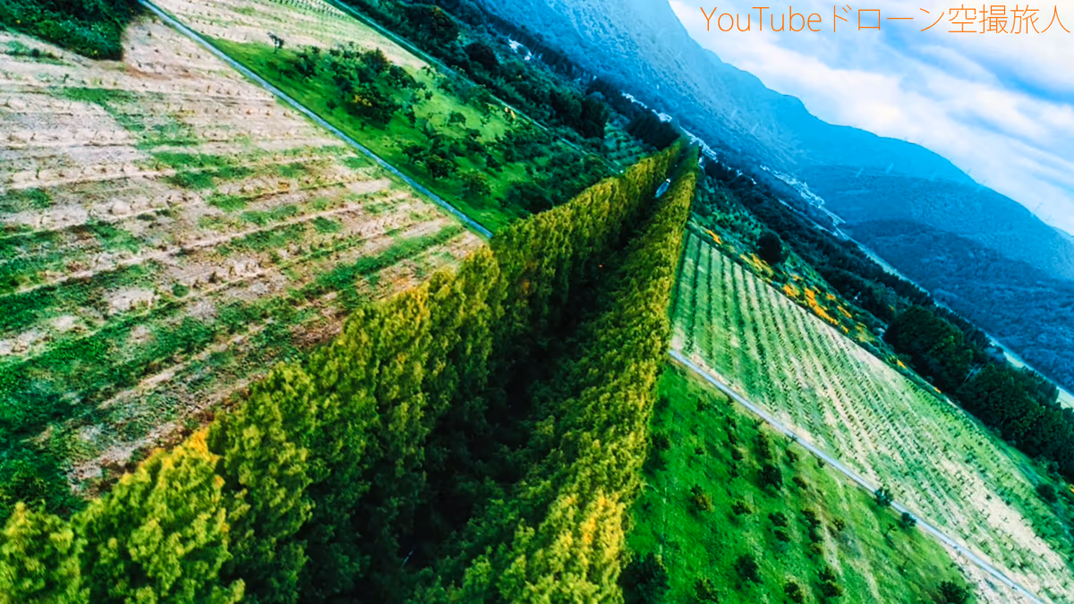 投稿写真：メタセコイア並木の絶景ドローン空撮｜綺麗な紅葉景色関西No1