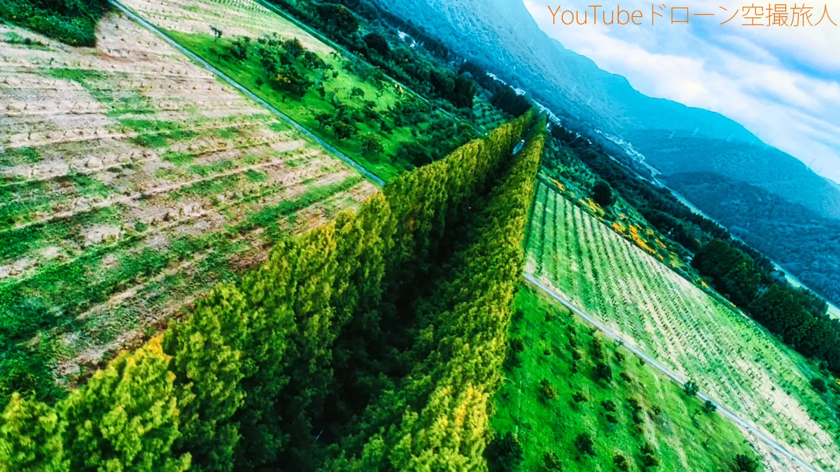 投稿写真：メタセコイア並木の絶景ドローン空撮｜綺麗な紅葉景色関西No1