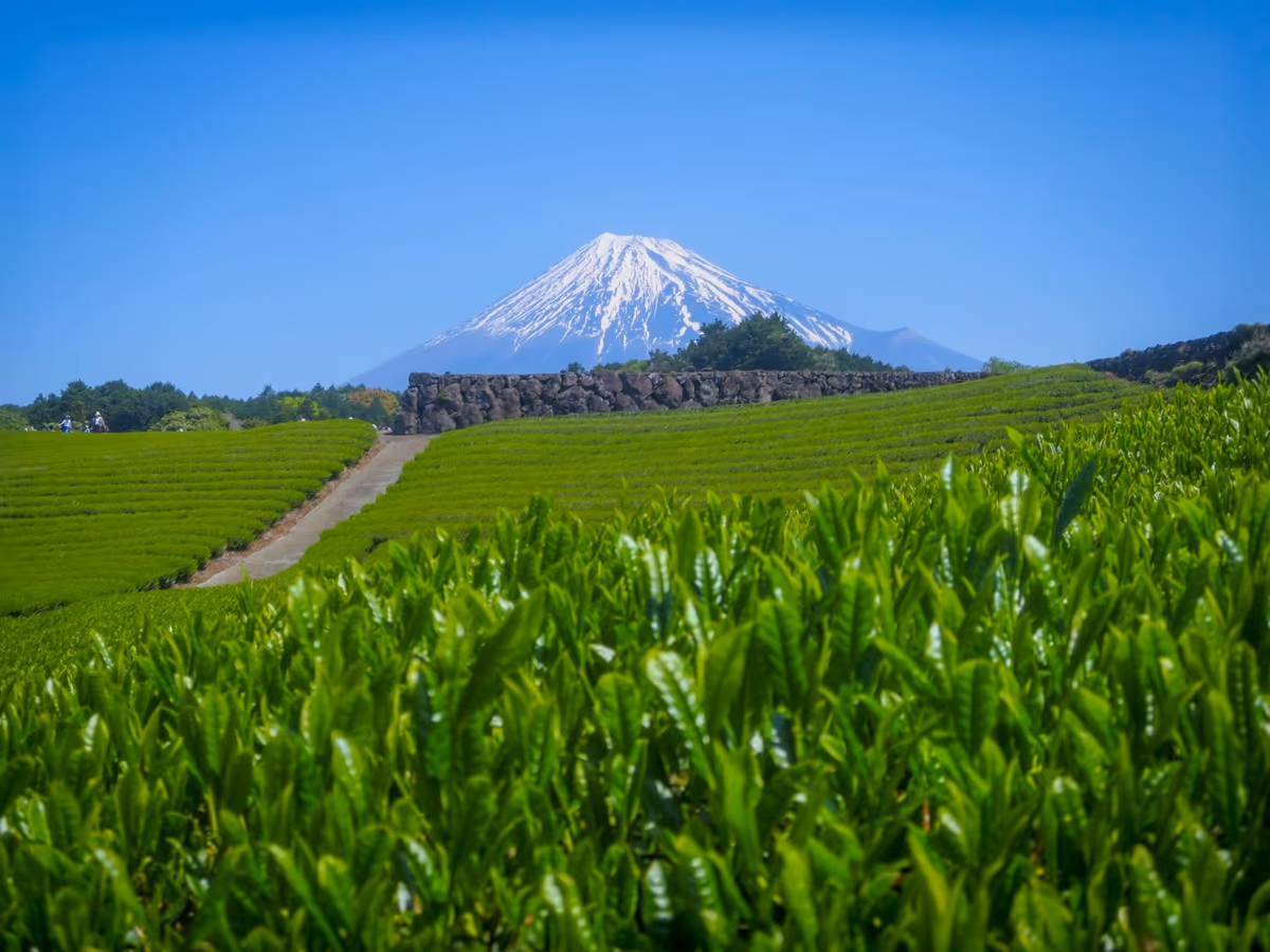 投稿写真：新緑の茶畑と富士山